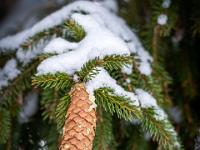Schnee auf Fichtenzweigende mit Zapfen